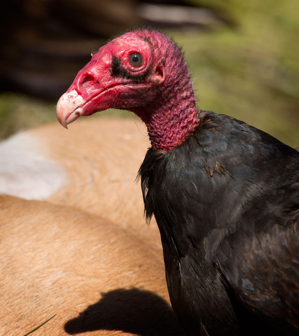 Robin Loznak Photography Zombie Apocalypse