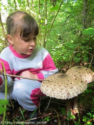 гриб-зонтик, макролепиота, macrolepiota, rhacodes, рецепт приготовления, фото