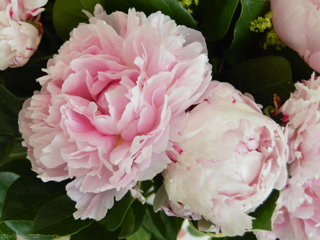 Serenata Flowers Review & Giveaway The Vegan Taff