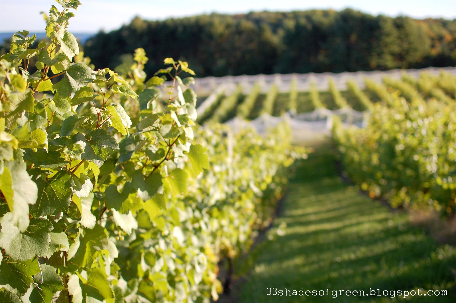 33 Shades of Green Wine Tasting Pure Michigan Style