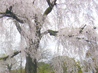 京都市・円山公園の枝垂れ桜