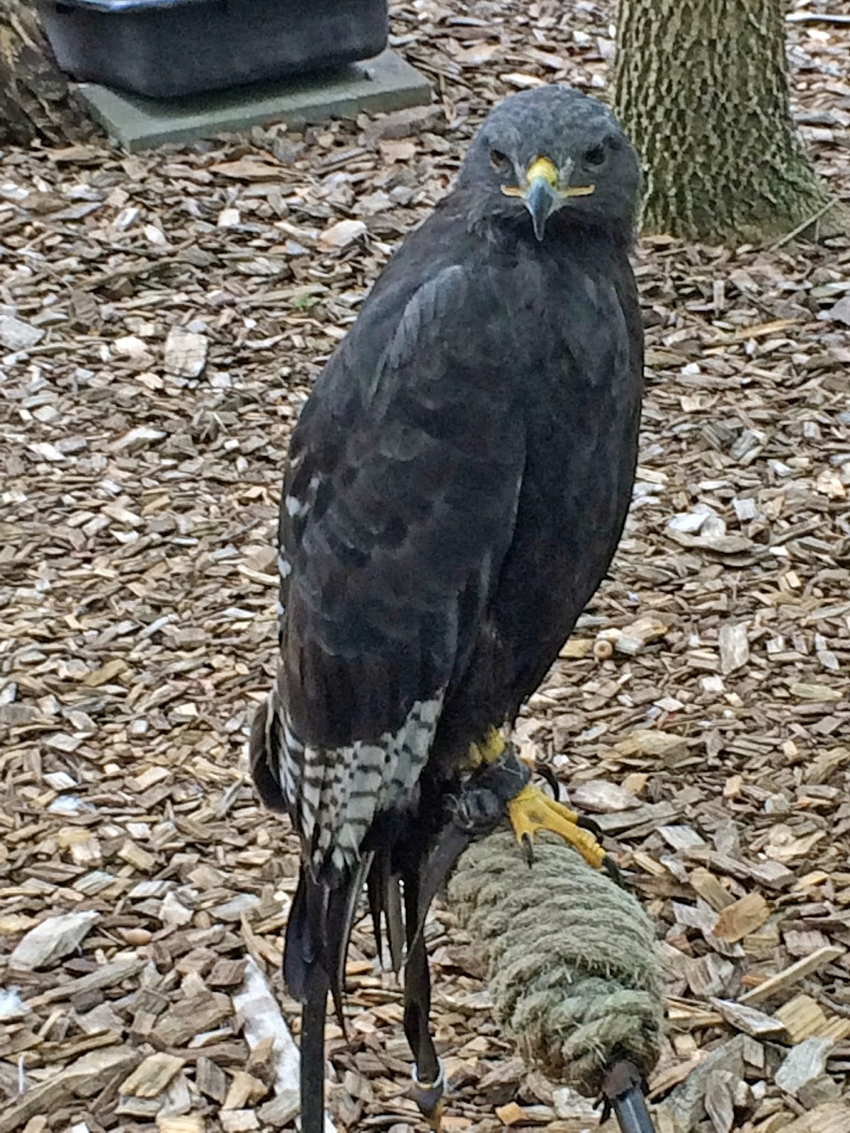 World Bird Sanctuary What is a Buzzard?