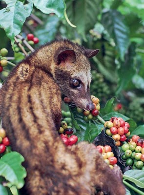 Alam Mentari Luwak Musang Jenis Hewan Pemakan Buah Kopi