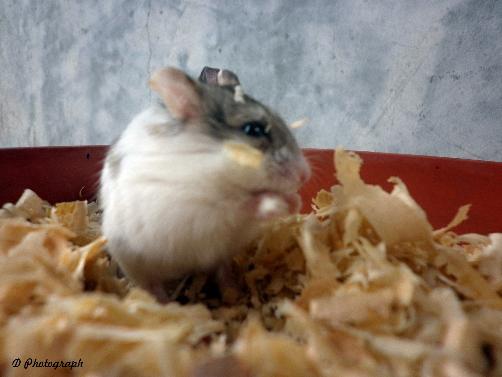 Jenis Hamster