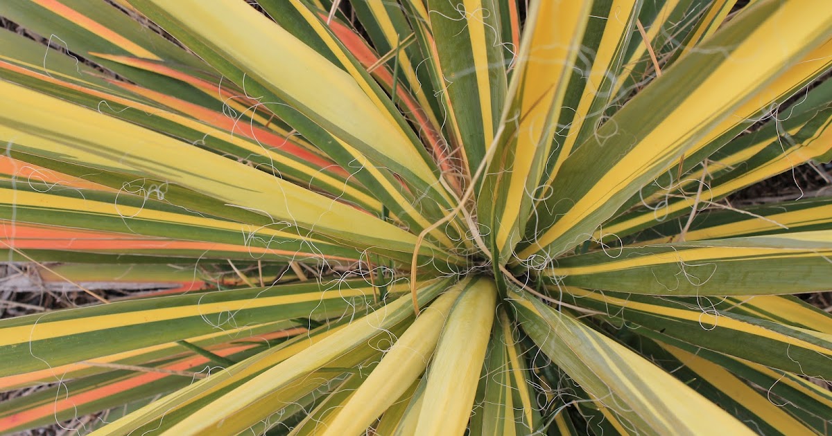 DelGal's Adventures In Photography Macro Monday Spiky Plant