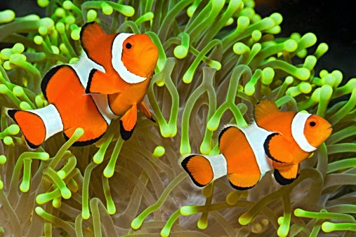 Ikan Nemo Sudah Bisa Dibudidayakan - Akuarium Ikan Hias