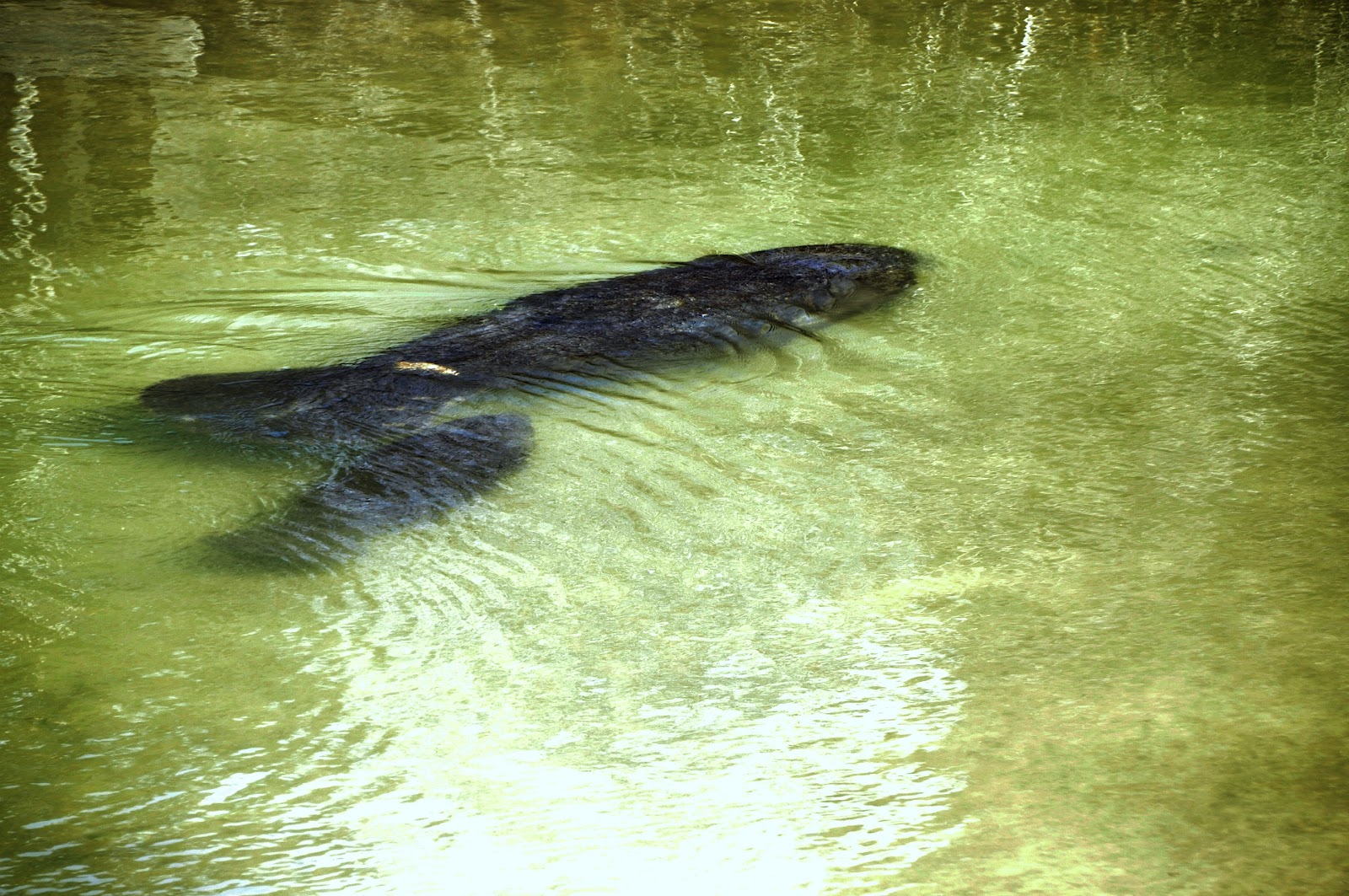 My Retiring Life: “A full-grown manatee, which can weigh more than