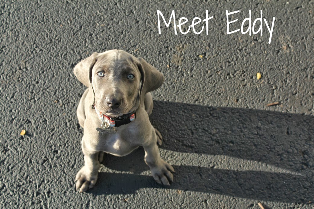 Meet Eddy
