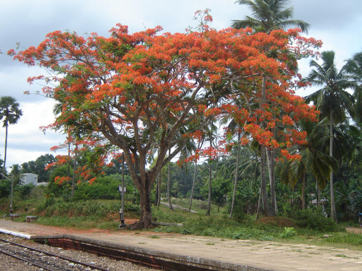 Tree with flowers