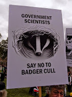 Against the Badger Cull ~ I Stand With the Badger People