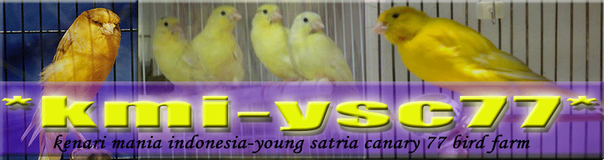 Young Satria Canary 77