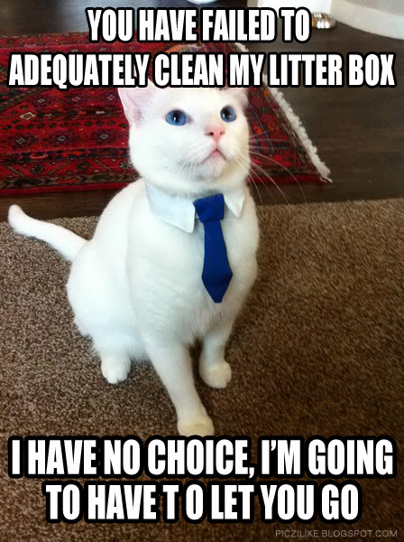 business-cat-meme-clean-litter-box-.jpg