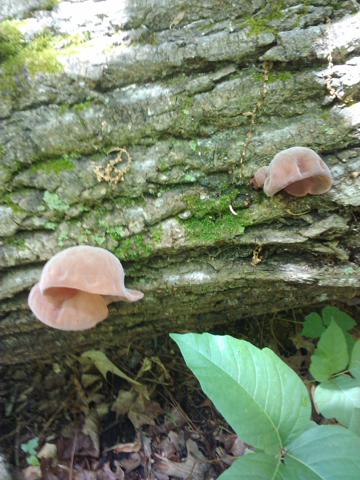 Midtown Mudblog Wood Ear Mushroom