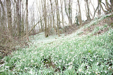 Snowdrops