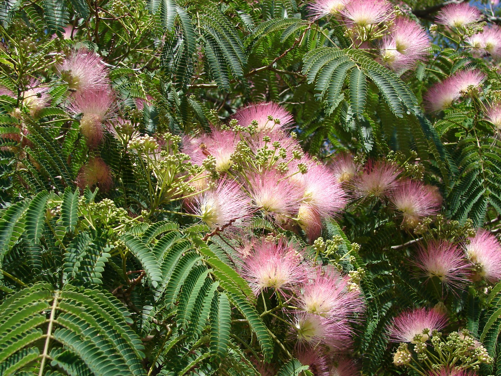 New Utah Gardener Mimosa Silk Tree A Waterwise Tree for Utah!