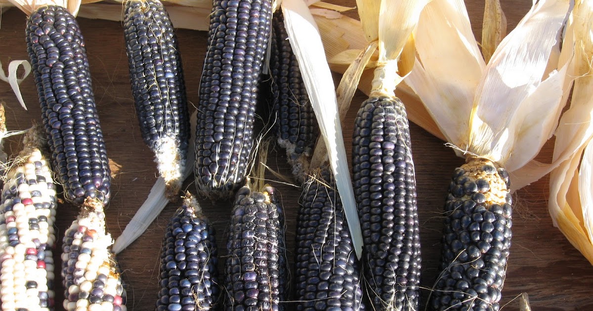 Tales of an Italian in the Southwest: We love blue corn!
