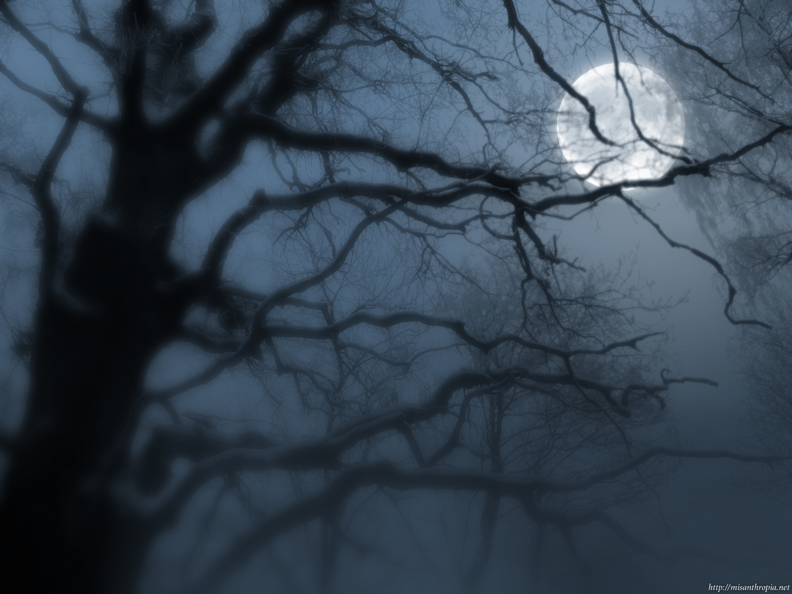 Moon Tree
