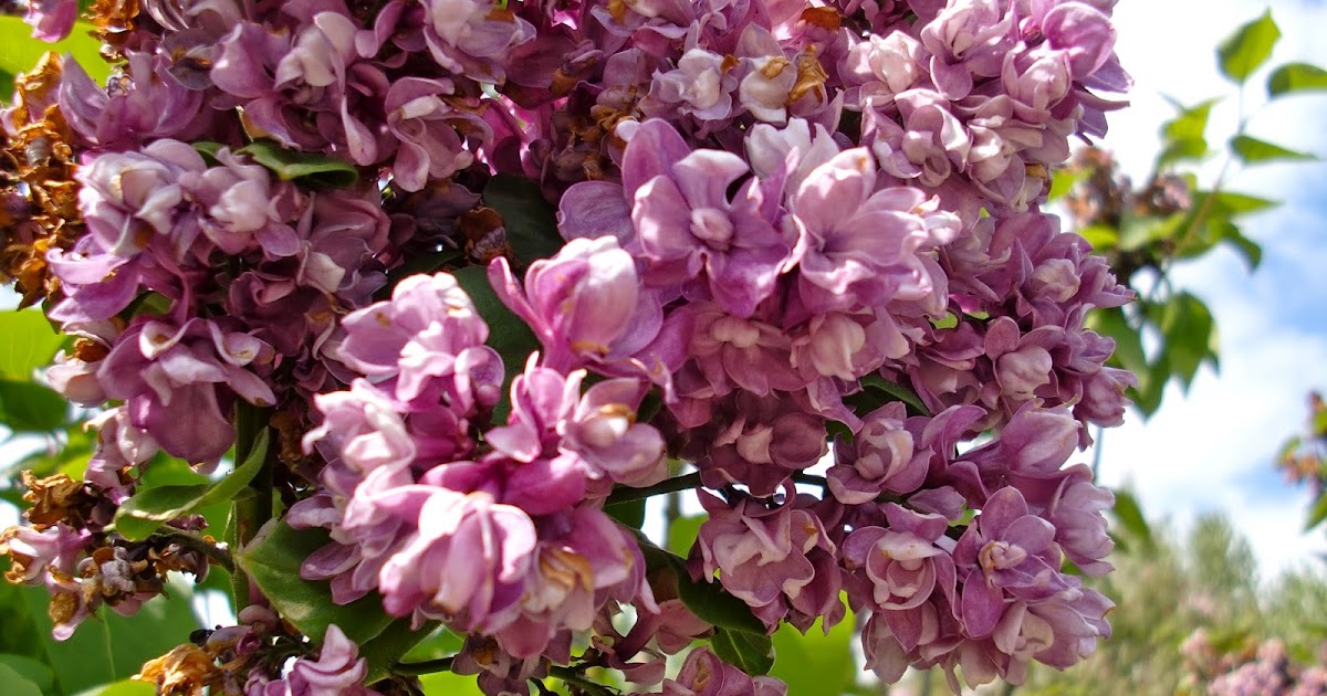The Lilac Gardens in Woodland, WA