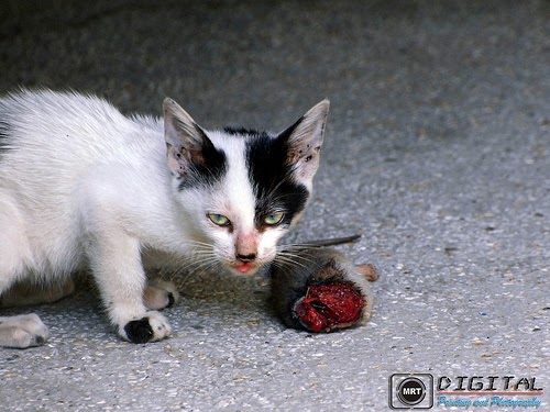 Blog About Cats: Arginine Deficiency in Cats