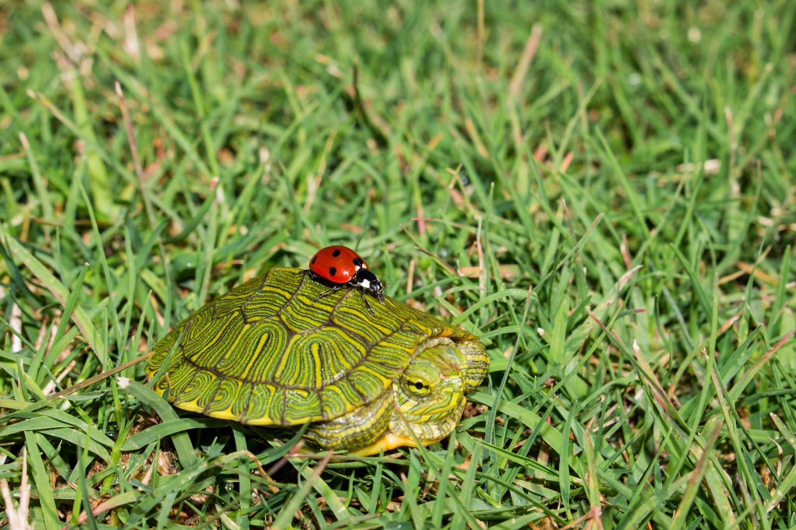 JaredDavidsonPhotography Baby Red Ear Sliders