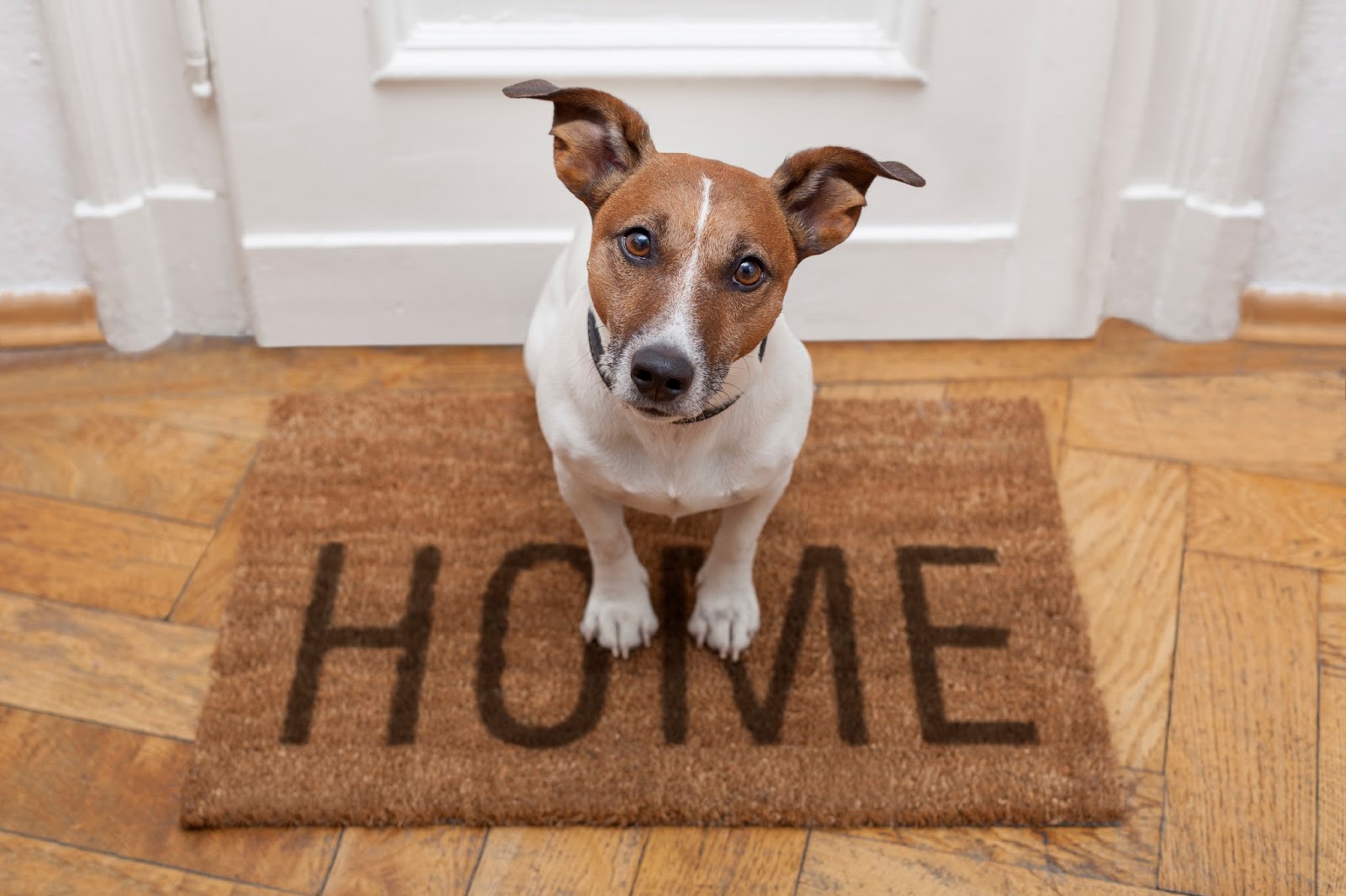 How to PetProof Your Home · Triple S Carpet & Drapery Cleaners