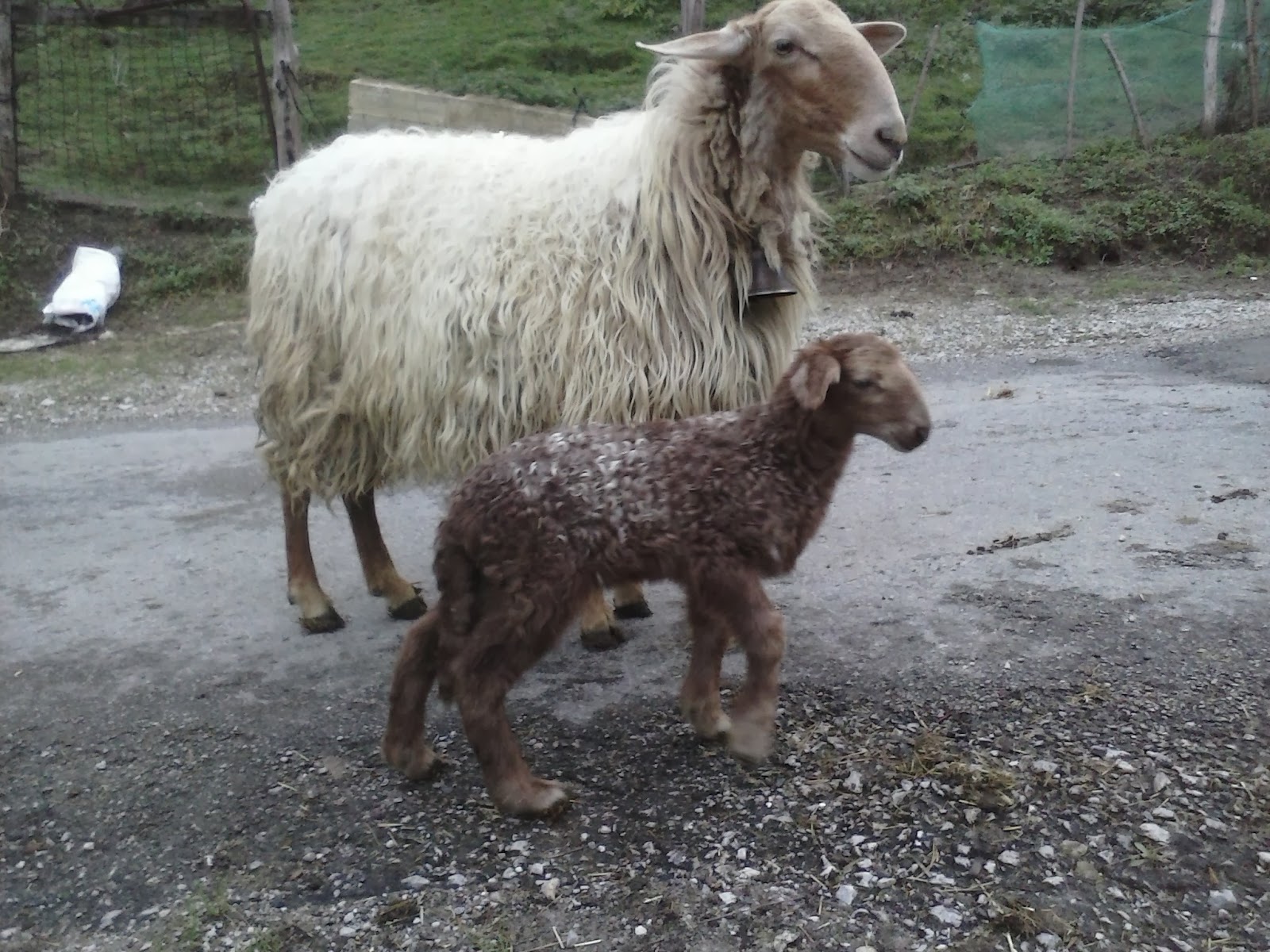 ovejas carranzanas Paridera 20132014