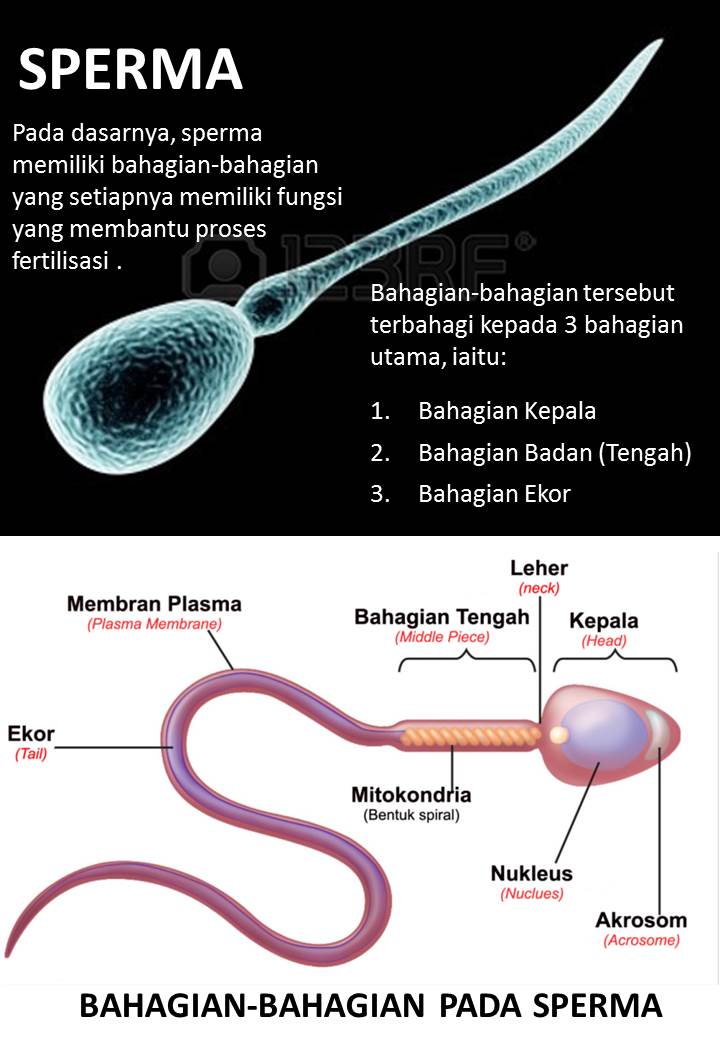 Collant sperma