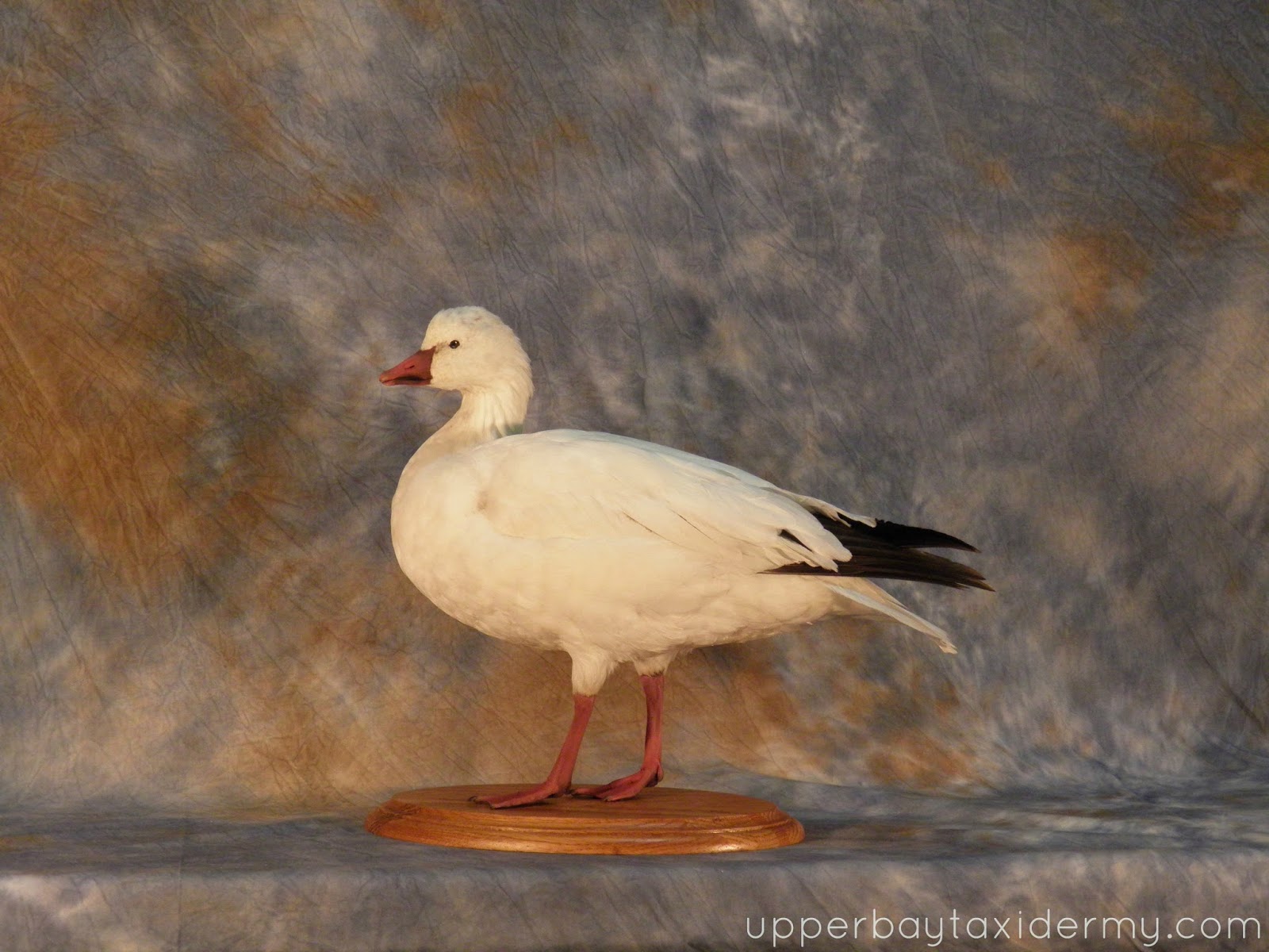 Upper Bay Taxidermy Mobile Gallery: Goose Mounts