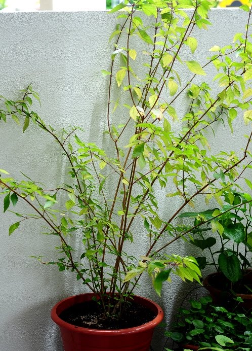 Misai Kucing Cat S Whiskers Orthosiphon Aristatus Java Tea Medicinal Herb Flower White Plant Tropical Pikist