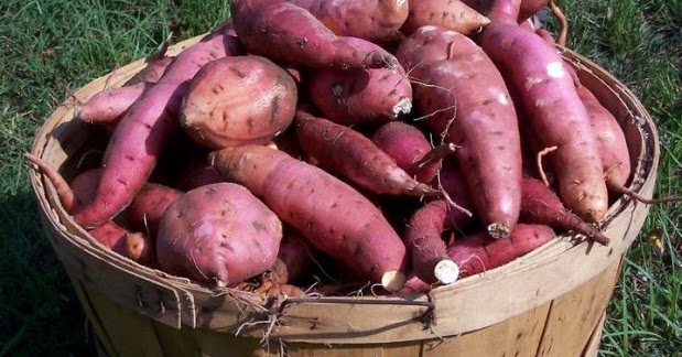 blognyaandrikiswantoro: JENIS-JENIS TANAMAN UMBI