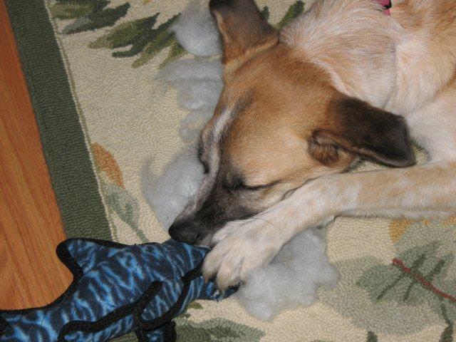 Dogs Eats Shark