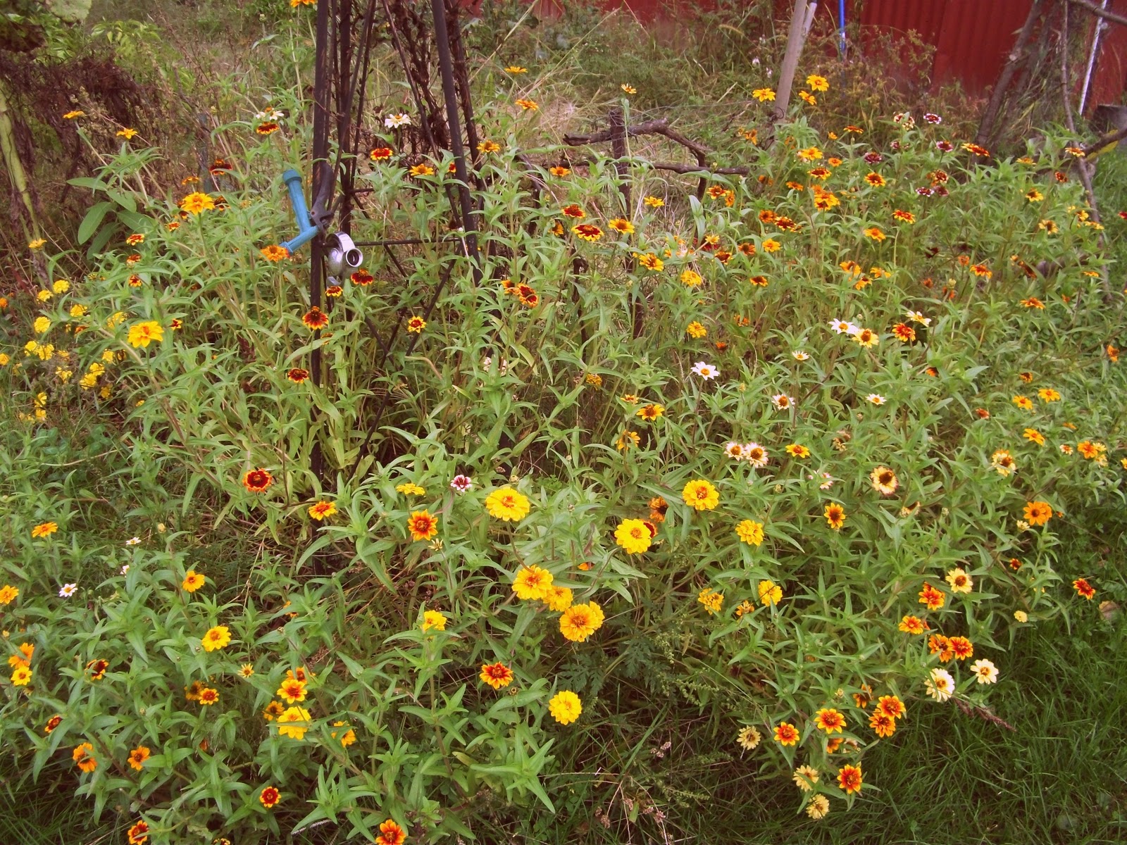 The Life of a Novice! The Zinna's