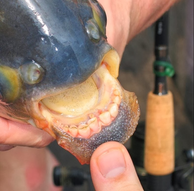 VIDEO UNIK IKAN BERGIGI MANUSIA DI AMERIKA SELATAN Pacu Ikan Bergigi Manusia
