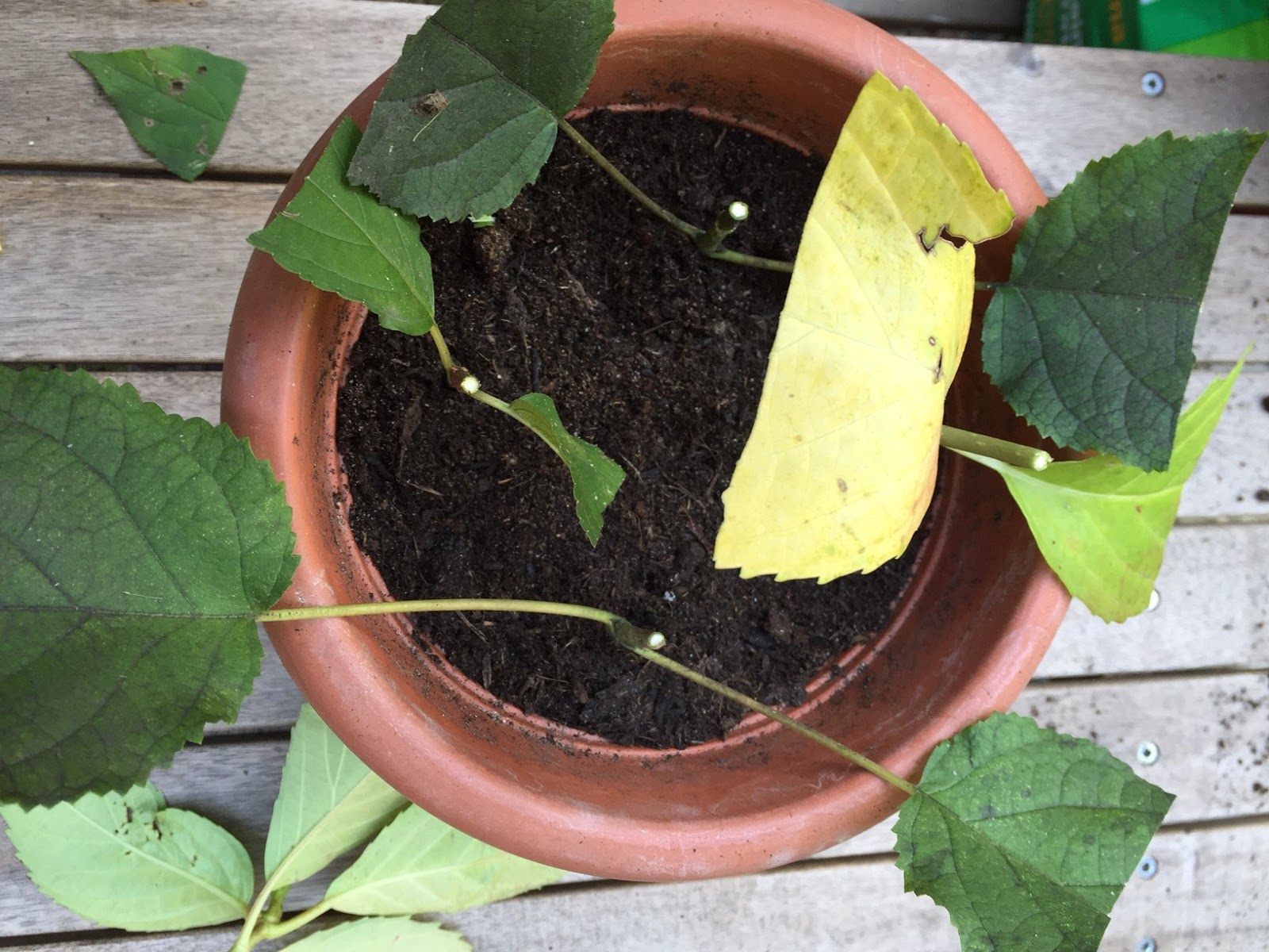 De 11 Beste Bildene For Busker Busker Hage Og Skyggeplanter