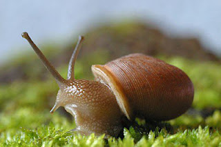 how to get rid of snails in koi pond 1 how to get rid of snails in koi pond 1