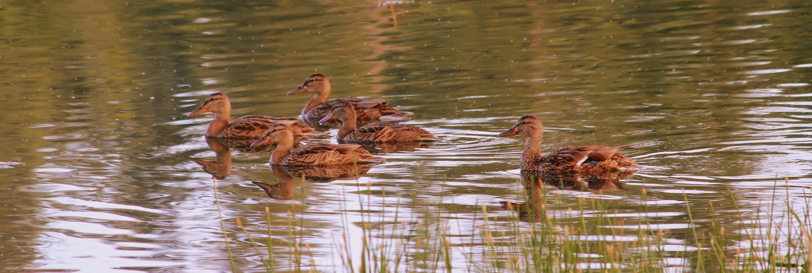 The Murray Chronicles : Lakeside Gardens Resort at St Mary Lake on Salt