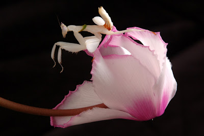 orchid mantis junction info