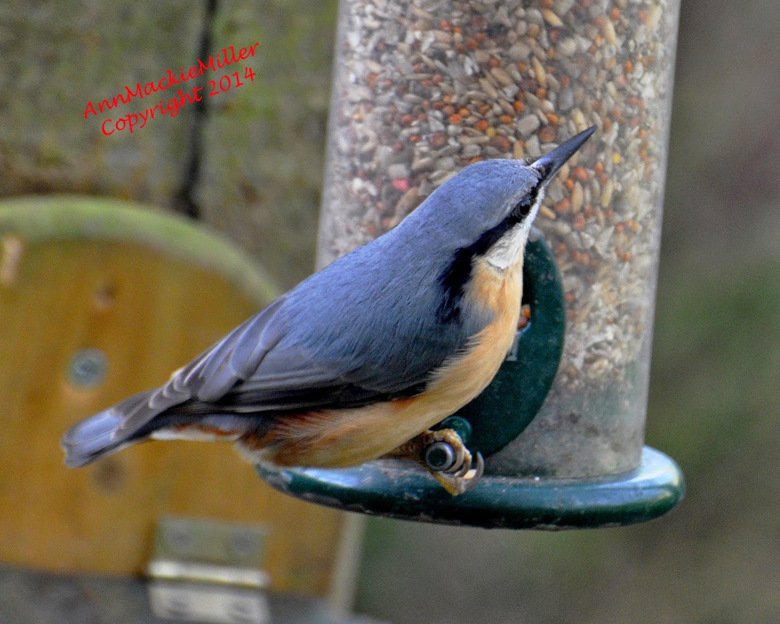 nuthatch on garden feeder nuthatch on garden feeder