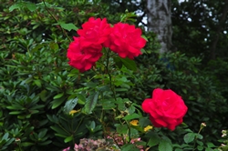 Rote Rosen...