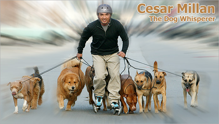 cesar millan dog whisperer chihuahua