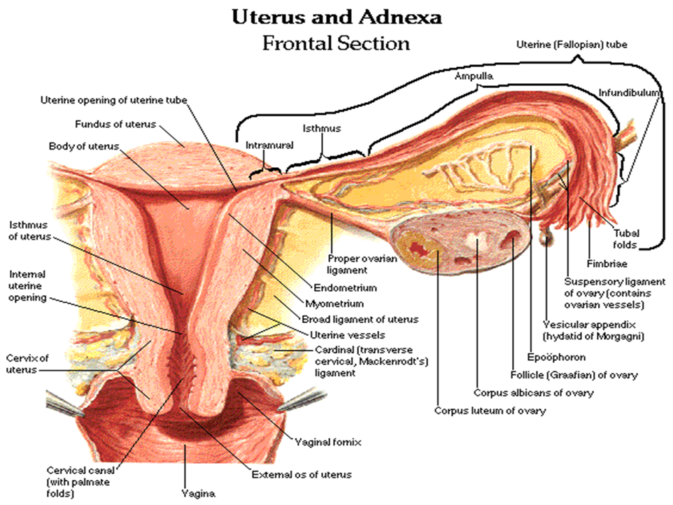 Anatomy of Female Reproductive System | Geoffrey E. Reed life