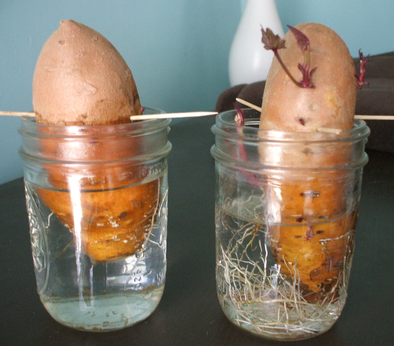 Suburban Gardeness Sweet Potato Slips Update