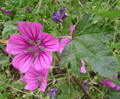 fogle, fiori e radici della malva