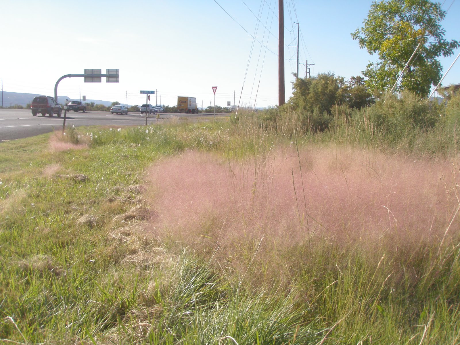 Inland Saltgrass