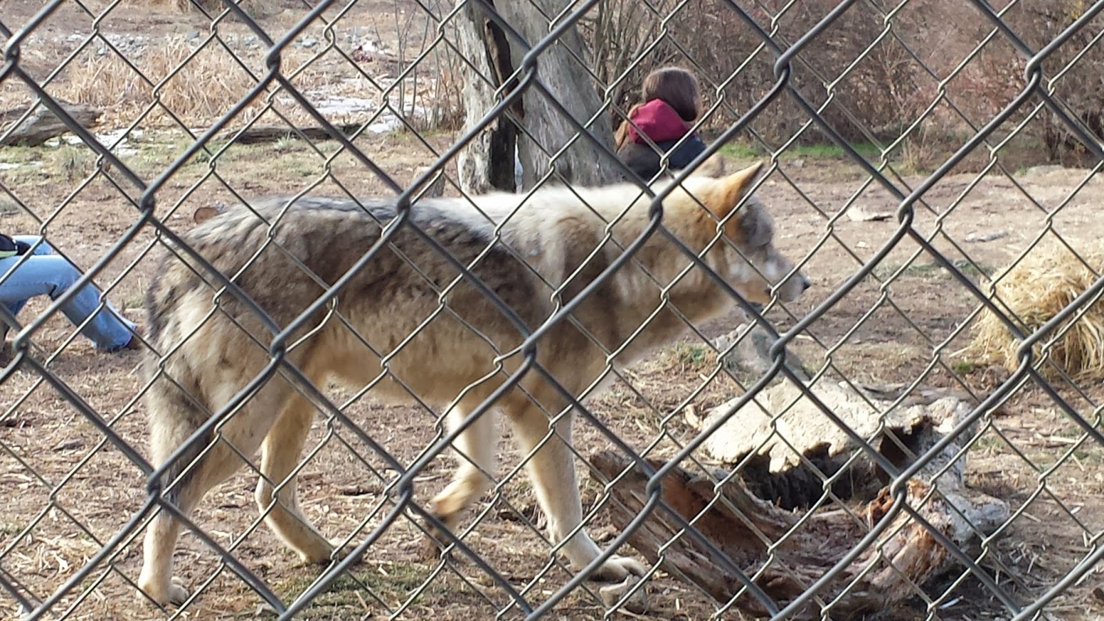 Wolves in New England