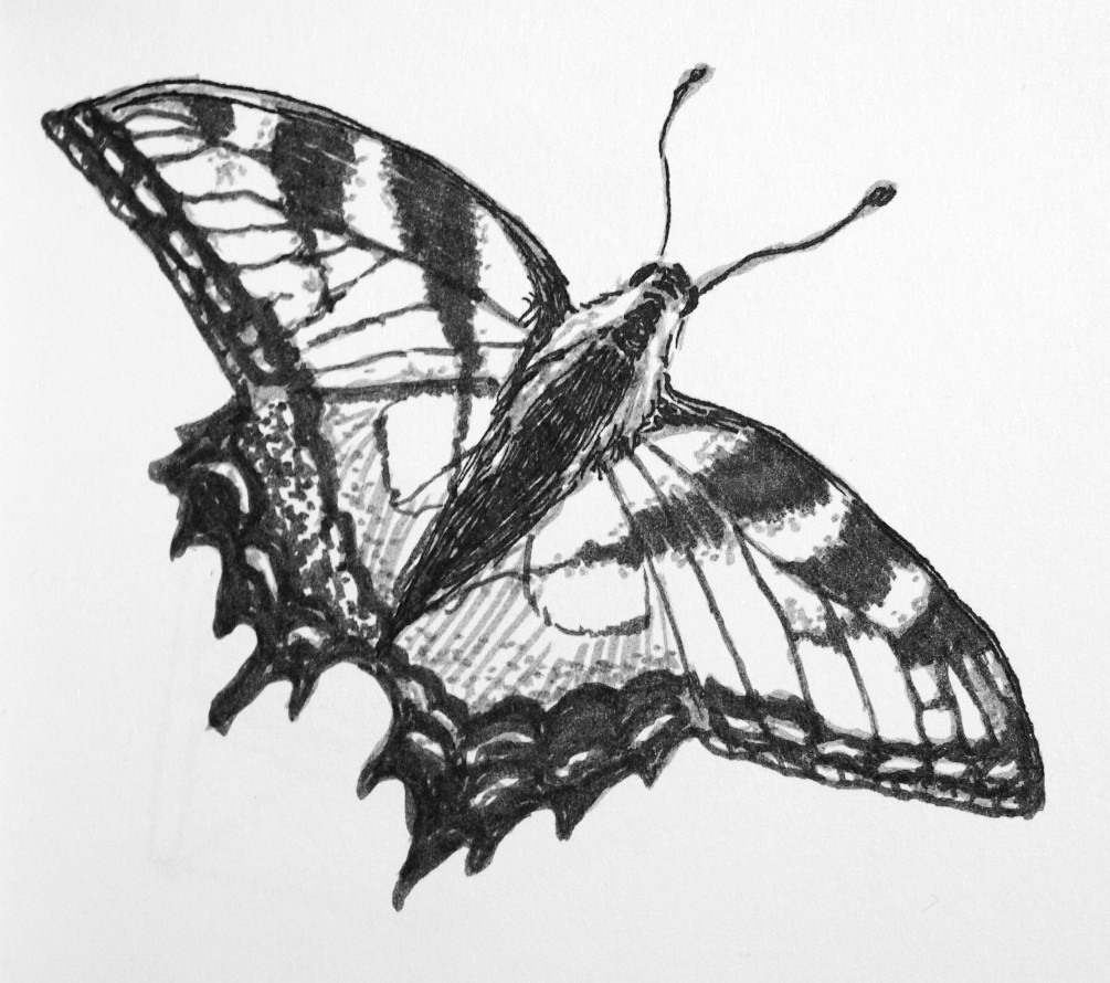 Tattered butterfly drawing in inks.