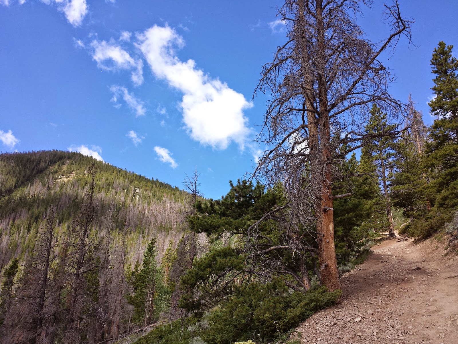 Wilderness Wanderings Mt. Royal 2014