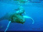 Baleine à bosse et baleineau