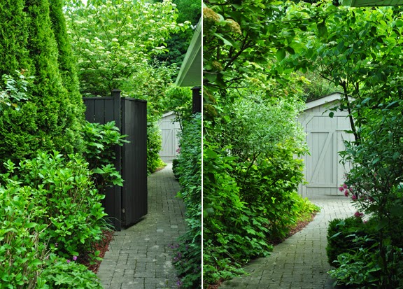 Against The Odds Cotoneaster Horizontalis