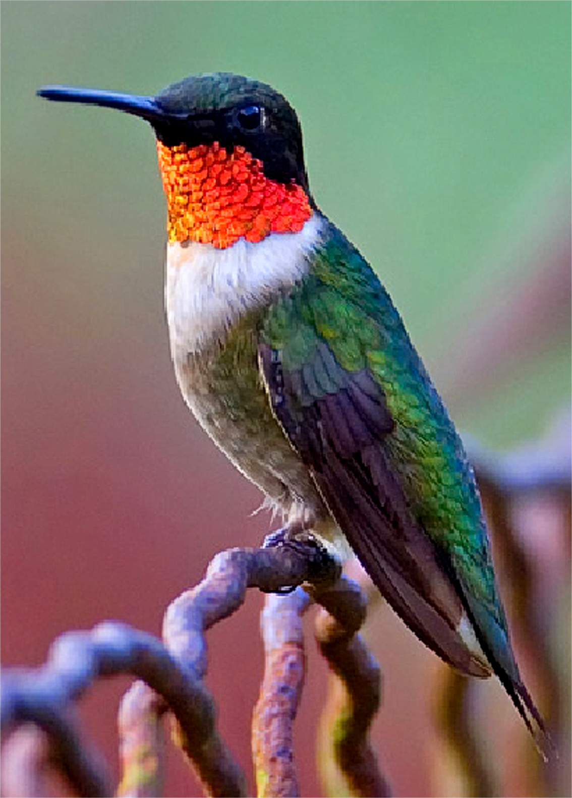 Bellas Aves de El Salvador Archilochus colubris (colibrí migratorio de